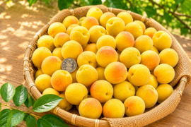 【完熟】南高梅２ｋｇ ２Ｌサイズ以上 農薬不使用 自然栽培 四万十産