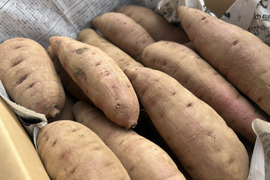 【ねっとり甘い】熟成有機さつまいも 紅はるか 5kg（訳あり・家庭用／農薬不使用）