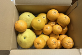 鹿児島県産「4種のみかん柑橘詰め合わせ」【柑橘食べ比べ】箱込み5㎏