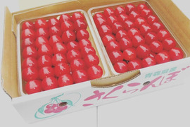 【予約！10箱限定】青森県産さくらんぼ 佐藤錦(特秀)Lサイズ 500g×2ﾊﾟｯｸ  本詰め
