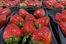 まほろばの朱🍓雲仙ブランドpremium 700g【数量限定】