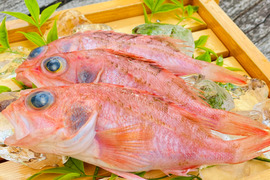 【縁起の赤魚】夢みる夢カサゴ！お手ごろサイズの夢カサゴ2kg/(8-10尾前後×２pc)