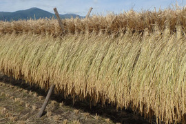 【天日干し米・自然農法・分つき米】八ヶ岳 山のカエル米 ７分づき 5kg