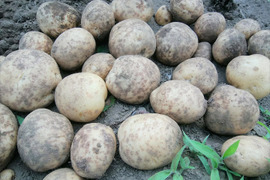 ポテサラに最適！甘みとコクのホクホクじゃが芋＊デジマ（2kg）【栽培期間中　肥料＆農薬不使用】