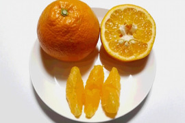 【有機JAS】愛媛が誇る柑橘！伊予柑(4kg)