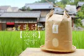 【金鵄米/玄米/5kg】冷めても美味しいヒノヒカリ2022年産きんしまい 熨斗対応可