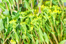 貴重！春のお目覚め＊冬越え・菜花のつぼみ800ｇ
～農薬/化学肥料・不使用