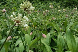 ！出荷中！行者ニンニクの花 1kg　花からも行者ニンニクの香り　幻の山菜 天ぷらやサラダの彩りにどうぞ