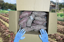 《お得》※傷あり 蜜たっぷり！富山県産 『紅はるか』(10kg)