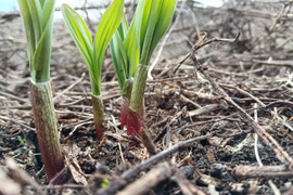 間もなくです【2026年優先予約】！初物を優先発送(4月中旬)！太い行者にんにく500g　「やわらか若葉」幻の山菜