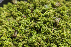 【極上】雅な香り花山椒  　50g