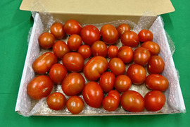 なくなり次第終了！！トマト訳アリ1.5㎏