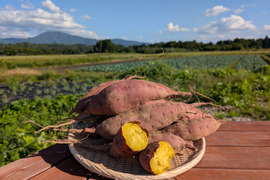 ほっくり、しっとり  栗かぐや ご家庭用  4kg
