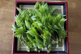 天然秋田のコシアブラ約100gと新米秋田こまち約450gのセット販売（世界遺産白神山地付近産）