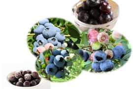 完熟のまま手摘み選別した冷凍ブルーベリー：2品種（125gの2パック）：ひと粒に、自然の贅沢をそのまま閉じ込めて。凍ったままが美味しい！