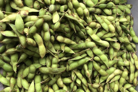 丹波篠山　黒枝豆　さや700g×2