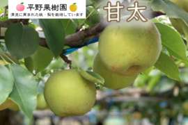 食べチョク初販売！『清流球磨梨』甘太　約5kg(5〜14個入り)