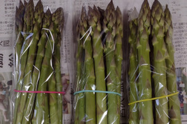 【母の日ギフト】春アスパラ太・中太・中セット1kg（サイズ毎に食べ比べも）