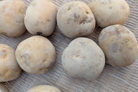 《規格外》品種：普賢丸（ふげんまる）２KG  五島列島産 自然農業での栽培