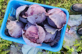 鮮やか！紫キャベツ【レッドブライト】3玉