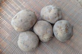 《規格外》５KG  品種ニシユタカ 五島列島産 自然農業での栽培