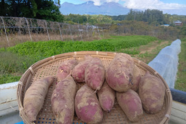 高原で育ったさつまいも《べにはるか》５ｋｇ