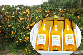 《果汁100％糖度：13.9》ひめまる・石地みかんジュース720ml×３本