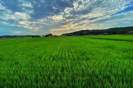 自然栽培米「宇米ーうまいー」　大分県宇佐市産ヒノヒカリ白米２㎏
