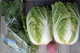 オレンジクイン白菜2玉+2品目　【漢方栽培】