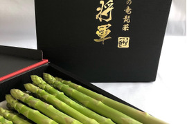 【特選1，5kg】陸奥産の竜髭菜（アスパラガス）"将軍"