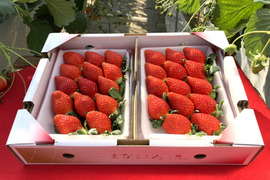 2025年度初物いちご！㉔真心農園　べにたま【楓】化粧箱２パック入り　ご贈答でも好まれます！