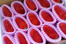 まるで宝石箱や〜！章姫イチゴ（ネット包装）