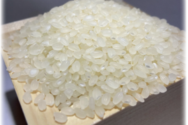 【今だけ500円OFF】雲仙岳の恵 ひのひかり(約5kg)