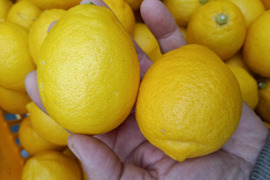 防腐剤、ワックス不使用　皮ごと使用  広島県産綺麗なレモン良品　２kg(約20個入）即日発送可能