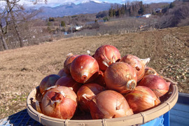 高冷地でじっくり育った玉ねぎ５Kg