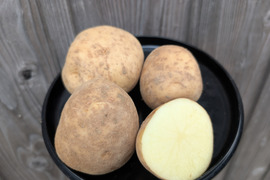 《規格外》小玉サイズ！５KG  品種ニシユタカ 五島列島産 自然農業での栽培