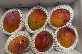 【訳ありマンゴー ２kg(3玉～８玉)　お買い得です！
