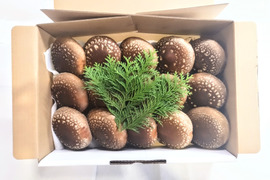 美味しい！肉厚！大きい！　奥出雲椎茸『雲太』秀品15玉箱入