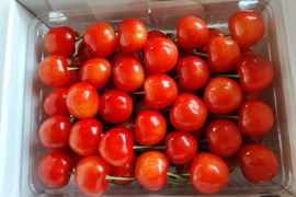 【特別セール】朝採りさくらんぼ佐藤錦500ｇ化粧箱入り【贈答用】