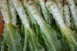 コリコリ食感！『茎レタス』※5kg以内（80サイズを）　レア野菜・乾燥させたら山くらげ