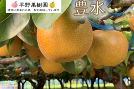昨年大好評！『清流球磨梨』豊水　約3kg(3〜7個入り)