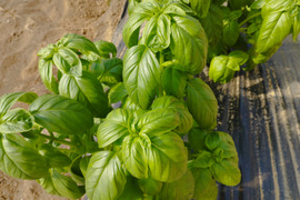 スイートバジル　500g