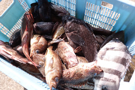庄内沖直送・予約制 3kg 海鮮満喫ボックス  （予約制・即日発送・下処理オプション付）