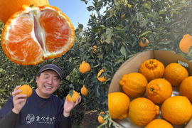 過去最高糖度は１８度！プリッと果肉で食べ応え十分！樹上完熟させた濃厚な甘みの不知火（しらぬい）！当園自慢の「甘熟デコ（あまじゅくでこ）」　サイズ混合　お試し品　約３ｋｇ【433】