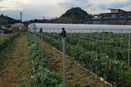 ＜訳あり＞だけど味は一級品！5月発送 春の味覚農家直送！甘くてしっとり房州そら豆4キロ。