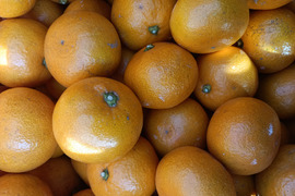 甘くて美味しい 石地みかん ３級品 5kg