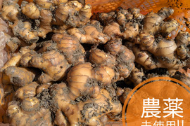 限界集落栽培　 農薬未使用ひね生姜4ｋg　 しまんとから！
