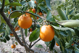 広島県産柑橘ブラッドオレンジとレモン10個良品　合計5キロ