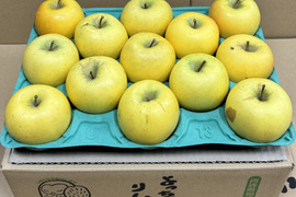 【お手頃・小玉】シナノゴールド　カワイイ小玉💛家庭用 約2.7Kg🍏　青森県産　数量限定