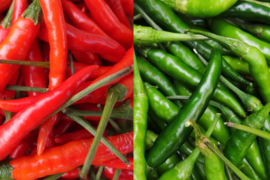 マクアポ　タイナスB品19kg 🇹🇭タイナス(マクアポ)🍆 タイでは､ポピュラーな小型の緑色の